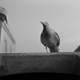 Illustration for article titled How iThe Lighthouse/is Seagulls Got Ready for Their Closeup